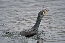 Kormoran verschlingt einen Seefrosch