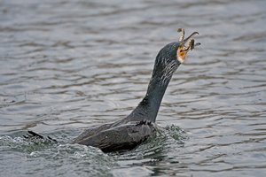 Kormoran verschlingt einen Seefrosch