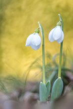 Schneeglöckchen