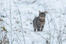 Schneetiger