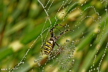 Wespenspinne (Argiope bruennichi)