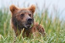 Junger Grizzly in Alaska