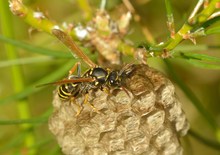 Französische Feldwespe - Doku