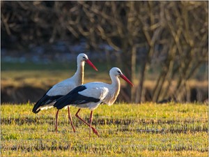 Weißstörche in der Abendsonne