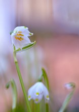 Frühlingsknotenblume