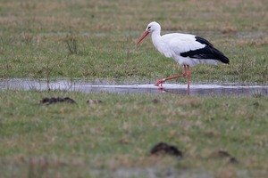 Weissstorch