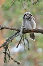 Hawk owl