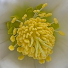 Stempel und Pollen
