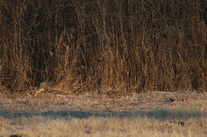 Wenn Hasen Fangen spielen