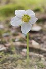Schneerose