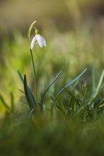 der Frühling kommt...