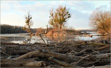 *angeschwemmte Bäume an der Donau*