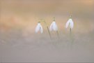Schneeglöckchen-Trio