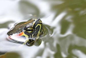 ... ganz langsam auftauchen ...