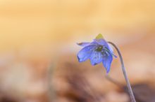 Leberblümchen