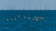 Nonnengänse vor einem Offshore-Park