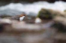 Wasseramsel