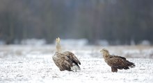 Verbale Revierverteidigung