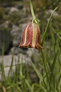 Messina-Schachblume