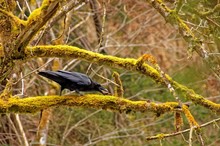 Kolkrabe (Corvus corax)