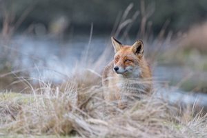 Fuchs am Wasser