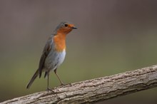Die Brutzeit naht - Rotkehlchen mal anders