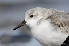 Sanderling im Portrait