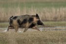 Wildschwein