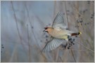 Seidenschwanz (Bombycilla garrulus)