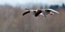 Graugänse im Flug