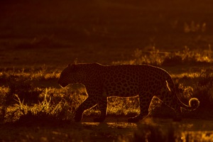 Leopard am frühen Morgen