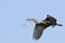 Graureiher im Flug zur Kolonie