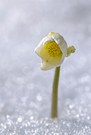 Durch den Schnee gekämpft