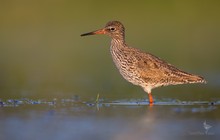 Mal kein Bruchwasserläufer!