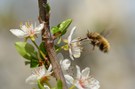 Großer Wollschweber  - bald fliegen sie wieder