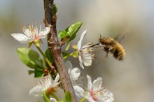 Großer Wollschweber  - bald fliegen sie wieder