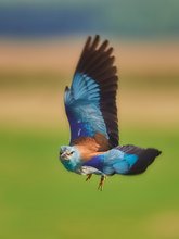 European roller