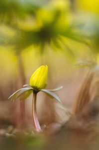 Eranthis hyemalis