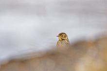Wiesenpieper (Anthus pratensis)