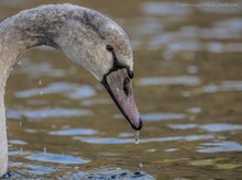 Jungschwan Portrait