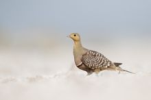 Namaqua sandgrouse