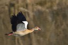 Nilgans