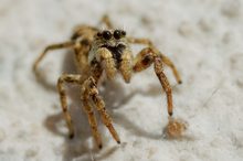 Zebraspringspinne (Salticus scenicus)