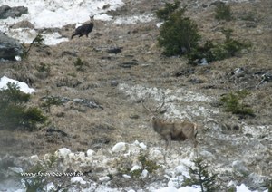 Frühling im Gebirge