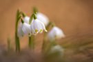 Endlich Frühling