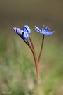 Zweiblättriger Blaustern