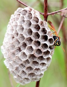 Heidewespenkönigin am Nest