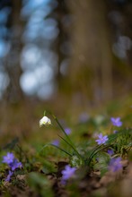 im Märzenwald