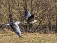 Graugänse im Flug