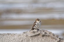 Schneeammer (Plectrophenax nivalis)